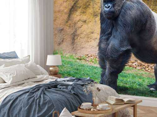 Grote mannelijke gorilla