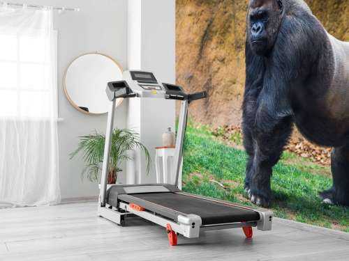 Grote mannelijke gorilla