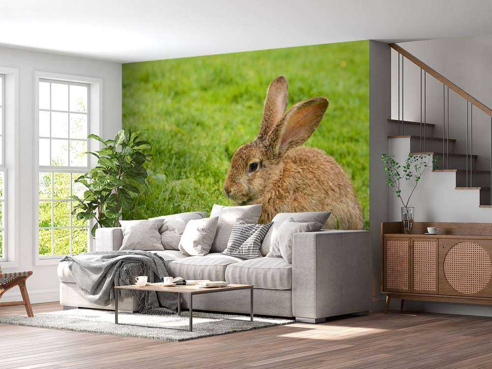 Konijn op het gras