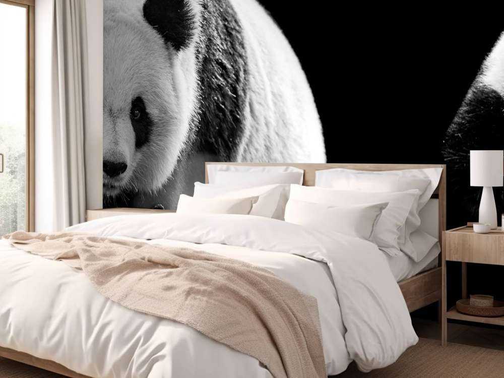 Panda's met een zwarte achtergrond
