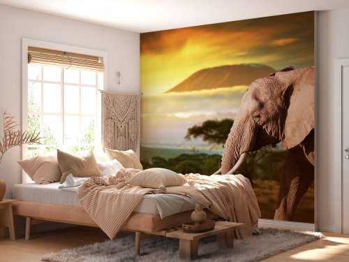 Olifant in een savanne landschap bij zonsondergang