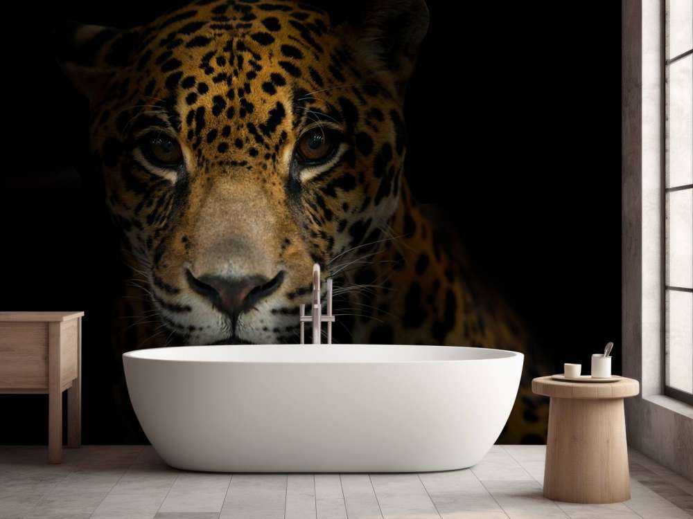 Jaguar met een donkere achtergrond