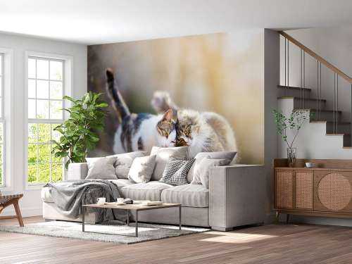 Twee schattige katjes